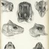 1. Salmo Mackenzii, mouth; 2. Coregonus Albus, A.B.C., head; 3. Hiodon chrysopsis, A.B.C., head. 183, 302; 195, 232.