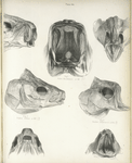 1. Salmo Mackenzii, mouth; 2. Coregonus Albus, A.B.C., head; 3. Hiodon chrysopsis, A.B.C., head. 183, 302; 195, 232.
