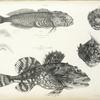 1. Cottus asper, with head and palate; 2. Cottus Groenlandicus, ditto. 295, 297