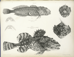 1. Cottus asper, with head and palate; 2. Cottus Groenlandicus, ditto. 295, 297