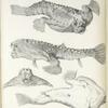Malthe cubifrons, 4 views. 103