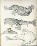 Malthe cubifrons, 4 views. 103