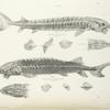 Acipenser Rupertianus,w ith head and 3 shields; Acipenser transmontanus, ditto ditto. 308, 278.