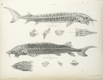 Acipenser Rupertianus,w ith head and 3 shields; Acipenser transmontanus, ditto ditto. 308, 278.