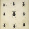 1. Cicindela albilabris-Tarsus and elytra of female; 2. Sericoda bembidioides; 3. Carabus Vietinghovii; 4. Agonum cupripenne; 5. Platyderus nitidus; 6. Isopleurus nitidus; 7. Peryphus (Eudromus) nitidus; 8. Elaphrus Clairvillii; 9. Opisthius Richardsoni.