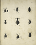 1. Cicindela albilabris-Tarsus and elytra of female; 2. Sericoda bembidioides; 3. Carabus Vietinghovii; 4. Agonum cupripenne; 5. Platyderus nitidus; 6. Isopleurus nitidus; 7. Peryphus (Eudromus) nitidus; 8. Elaphrus Clairvillii; 9. Opisthius Richardsoni.