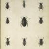 1. Dytiscus (Leionotus) Franklinii; 2. Lathrobium Gravenhorstii; 3. Necrophorus pygmæus;4. Ips De Jeanii; 5. Thanasimus abdominalis; 5. Dichelonycha Backii; 7. Ctenicerus Kendalli; 8. Buprestis (Trachypteris) Drummondi; 9. Buprestis (Odontomus) trinervia.