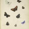 1. Pontia casta; 2. 3. Hipparchia discoidalis (upper side, under side); 4. 5. Thecla Augustus (upper side, under side); 6. 7. Vanessa (Grapta) C. Argenteum (upper side, under side); 8. 9. Polymmatus Lucia (upper side, under side).