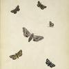 1. Lycæna Dorcas, upper side; 2. Hesperia Peckius, upper side; 3. Ditto, under side; 4. Smerinthus Cerisyi; 5. Alypia Mac Cullochii; 6. Callimorpha virguncula.
