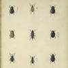 1. Scapium castanipes; 2. Leptura chrysocoma; 3. Diplotaxis tristis; 4. Coccinella episcopalis; 5. Callidium (Merium) Proteus; 6. Colymbetes bifarius; 7. Lepyrus Gemellus 8. Callidium (Tetropium ) cinnamopterum; 9. Pimelia alternata.