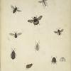 1. Cryptocentrum lineolatum; 2. Vespa marginata; 3. Nomada americana; 4. Bombus Terricola; 5. Aradus tuberculifer; 6. Pentatoma (Neottiglossa) trilineata - a. Under side of the trunk; 7. Reduviolus inscriptus; 8. Aspistes (Arthria) analis; 9. Pulex gigas.