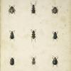 1. Coccinella quinque-signata; 2. Pytho niger; 3. Attagenus cylindricus; 4. Telephorus (Malthacus) puncticollis; 5. Clytus undatus; 6. Orsodacna Childreni; 7. Coccinella incarnata; 8. Harpalus interpunctatus; 9. Haltica (Orchestris) puncticollis.