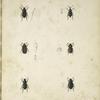 1. Stereocerus similis - a. Antenna; 2. Apate (Lepisomus) rufipennis - a. Antenna, b. Eye; 3. Argutor brevicornis; 4. Macrops maculicollis - a. Eye; 5. Apate bivittata - Prothorax of female; 6. Tachyta picipes - a. Maxillary palpus.