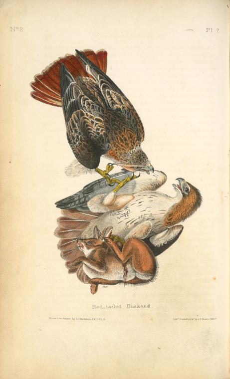 Red-tailed Buzzard - NYPL Digital Collections