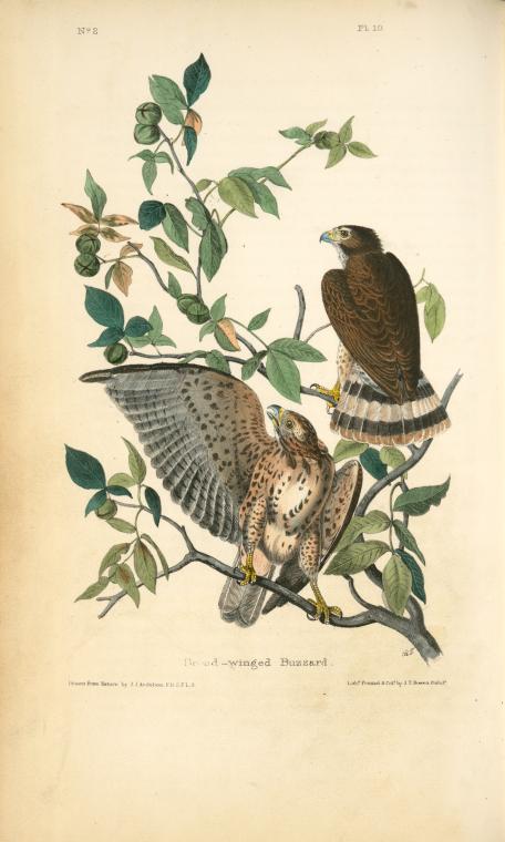 The birds of America (506 vol.)  J. J. Audubon. 1840-1844