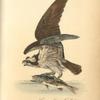 Common Osprey, Fish Hawk