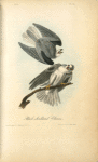 Black-shouldered Elanus