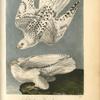 Iceland or Gyr Falcon