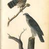 Goshawk