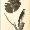 Cooper's Hawk