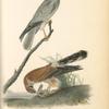 Common Harrier