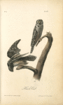 Hawk Owl