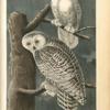 Snowy Owl
