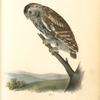 Little Night-Owl