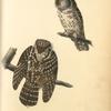 Tengmalm's Night-Owl