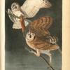 Barn Owl