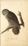 Great Cinereous Owl