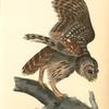 Barred Owl
