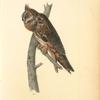 Long-eared Owl