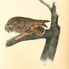 Short-eared Owl