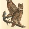 Great Horned Owl