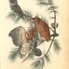 Little Screech Owl (Jersey Pine. Pinus inops.)
