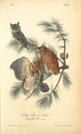 Little Screech Owl (Jersey Pine. Pinus inops.)