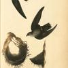 American Swift (Nests)