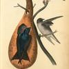 Purple Martin (Calabash)
