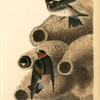 Cliff Swallow (Nests)