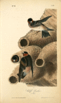 Cliff Swallow (Nests)