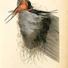 Barn or Chimney Swallow