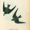 Violet-Green Swallow