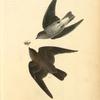 Rough-winged Swallow