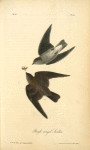 Rough-winged Swallow