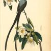 Fork-tailed Flycatcher, Gordonia Lasianthus
