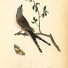 Swallow-tailed Flycatcher