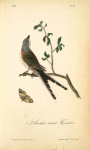 Swallow-tailed Flycatcher