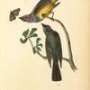 Arkansaw Flycatcher