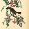 Pipiry Flycatcher